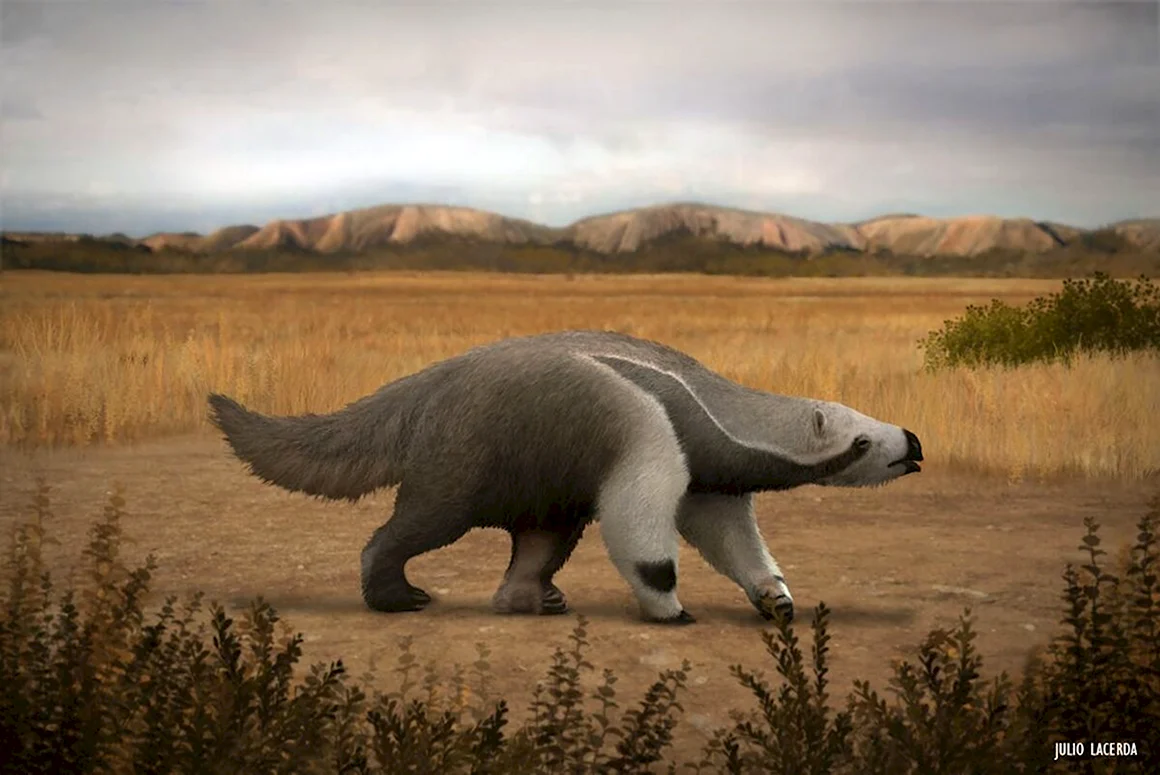 Megalonyx jeffersonii