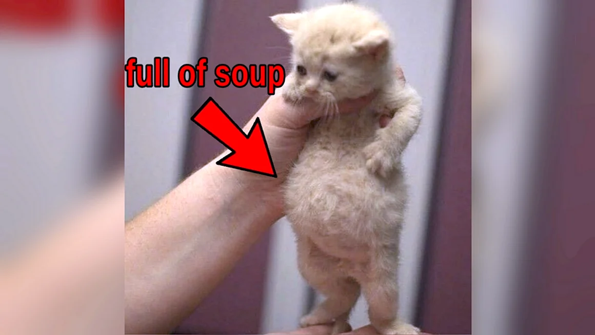 Мем Full of Soup Cat