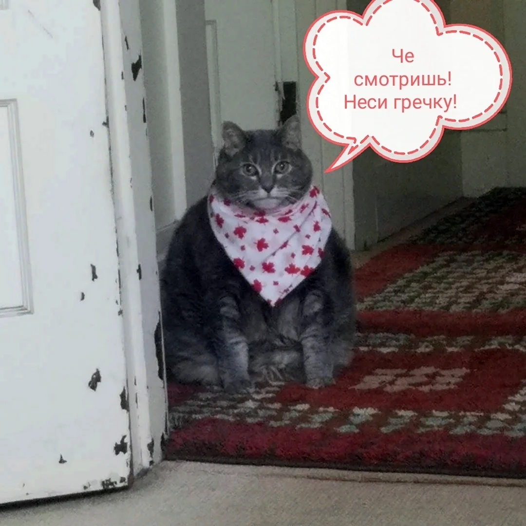 Мем гречка и туалетная бумага