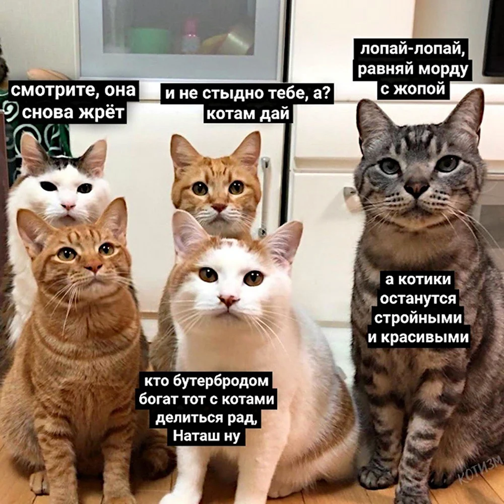 Мемы с котами