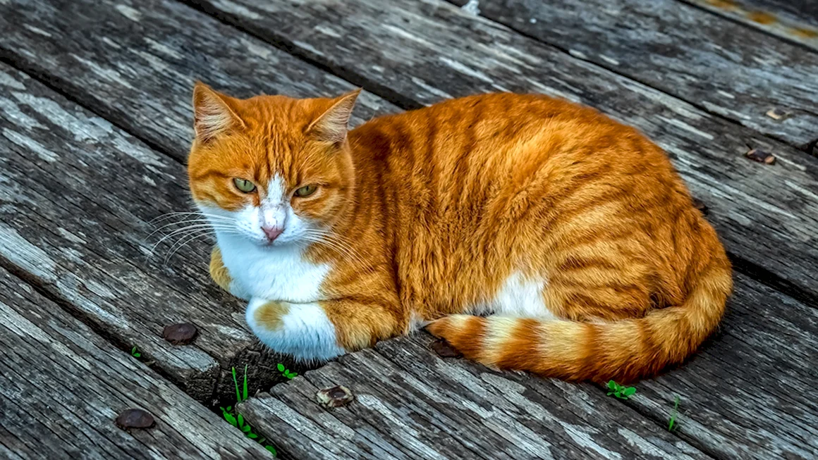 Мэнкс кошка