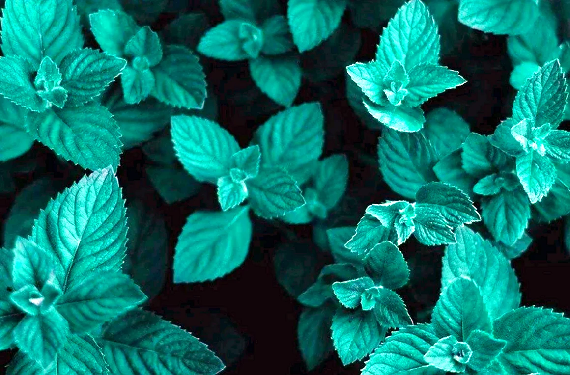 Мята Hugo Mint