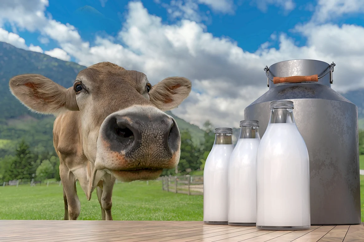 Milk Farm молоко