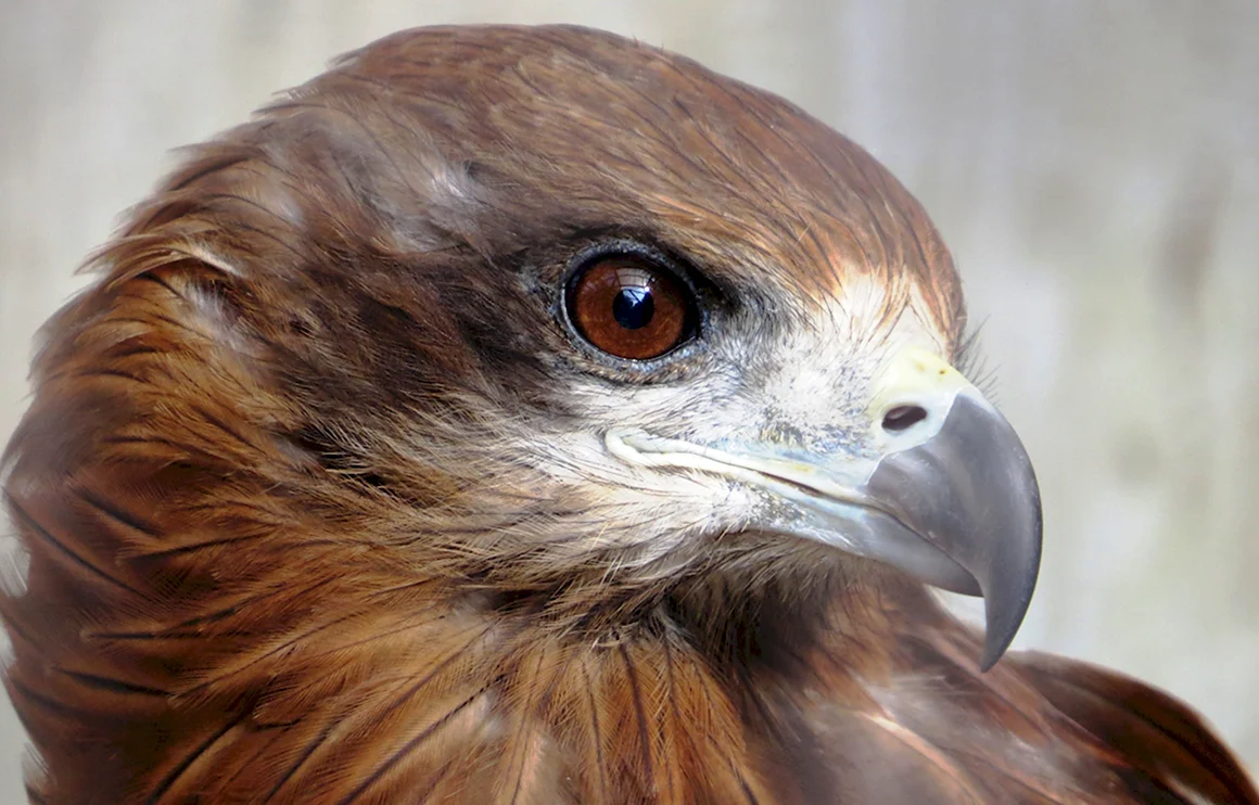 Milvus_Migrans_lineatus_head.