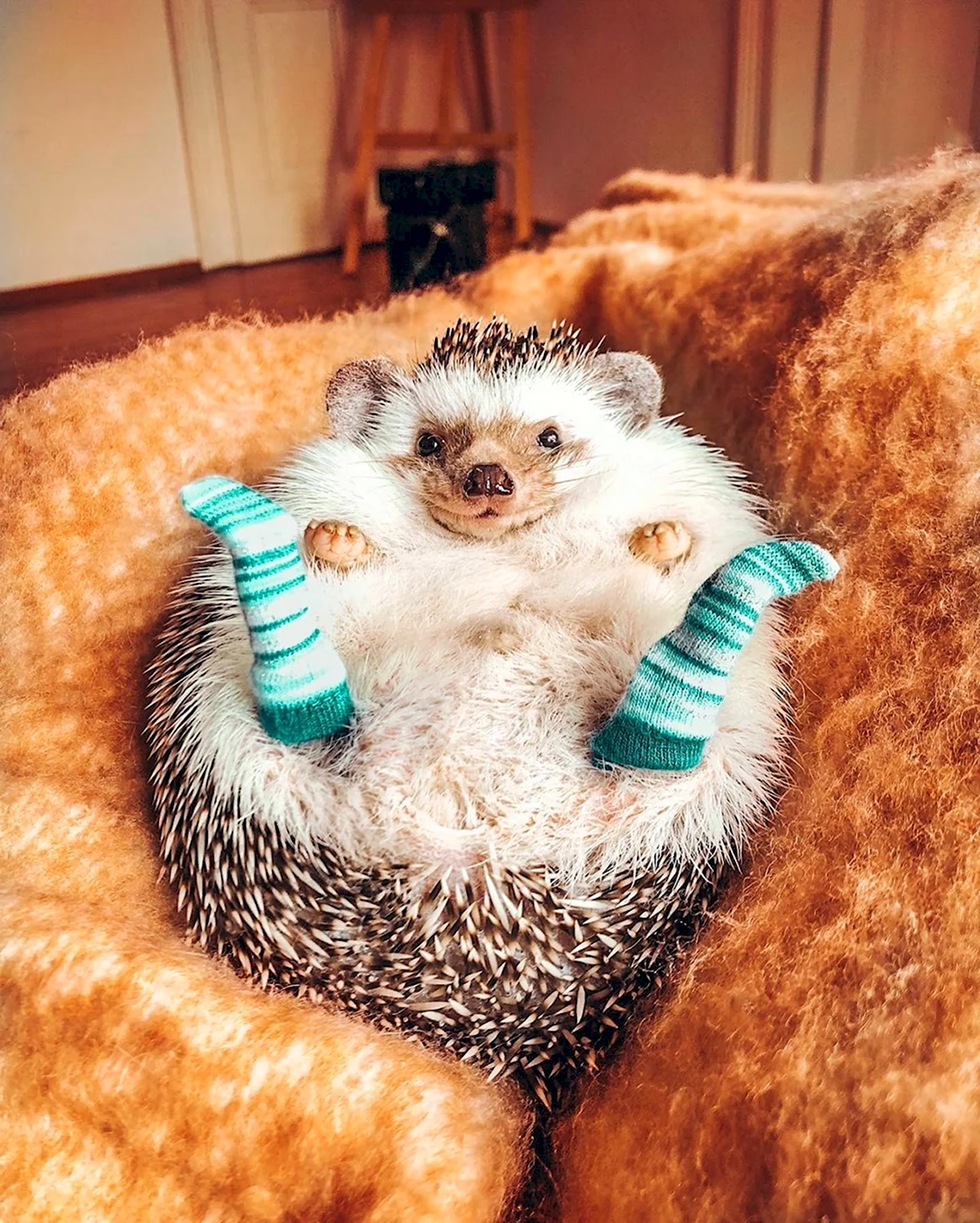 Милые домашние животные
