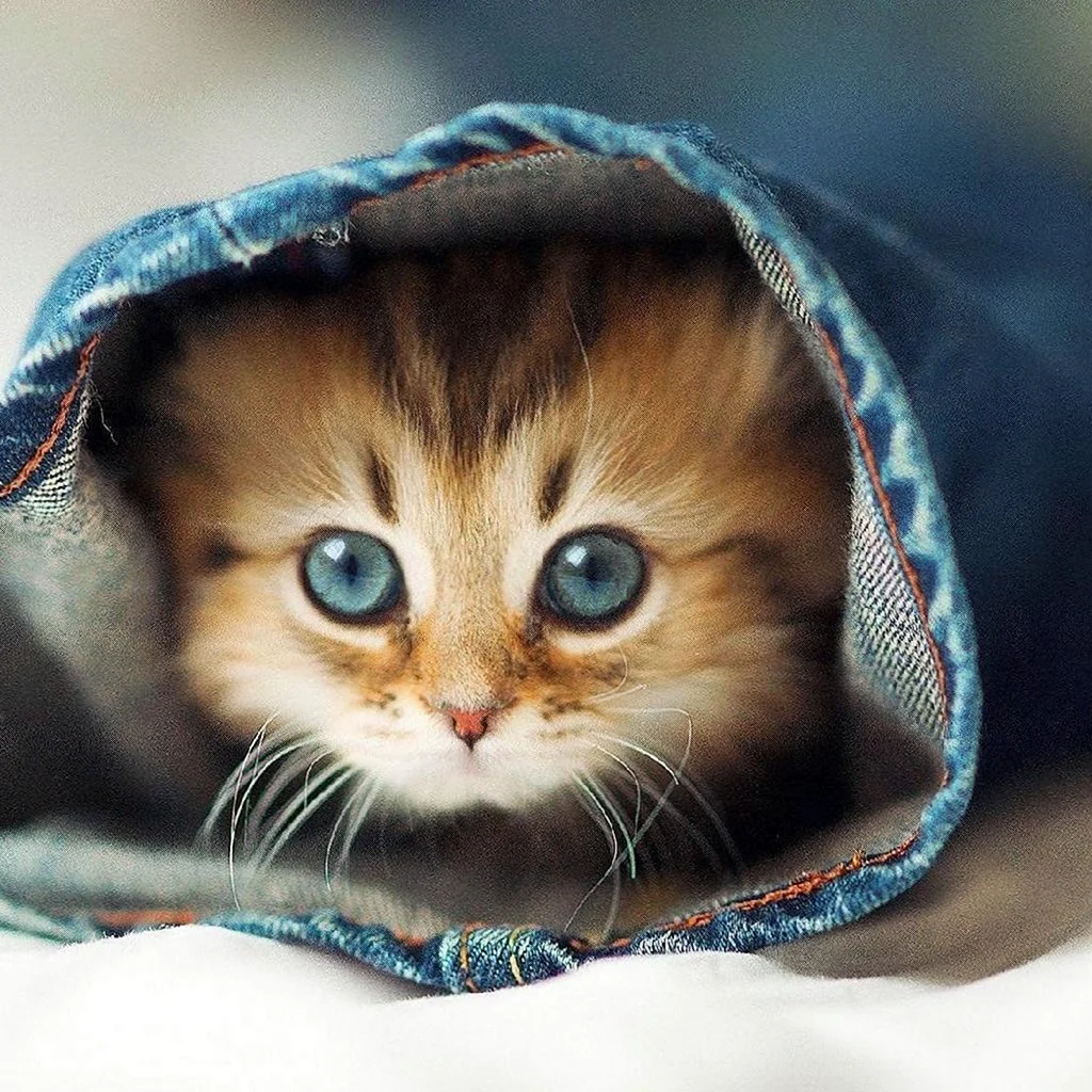 Милые кошечки