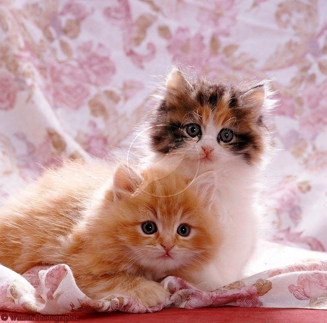 Милые кошечки