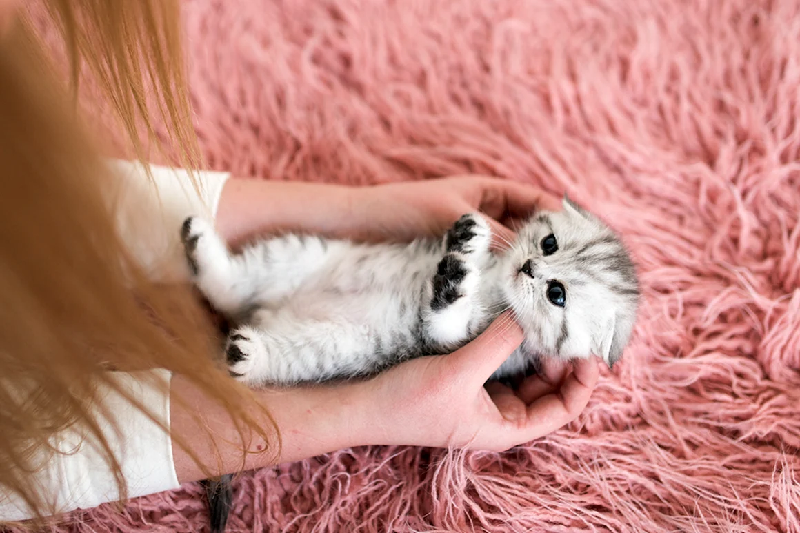 Милые котята