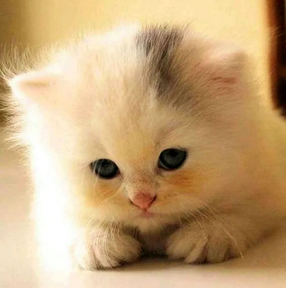 Милые котята