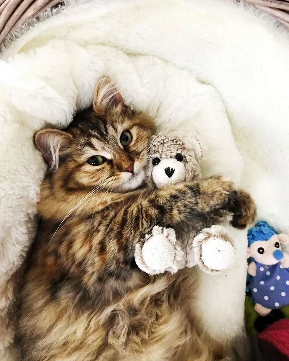 Милые котята в кровати