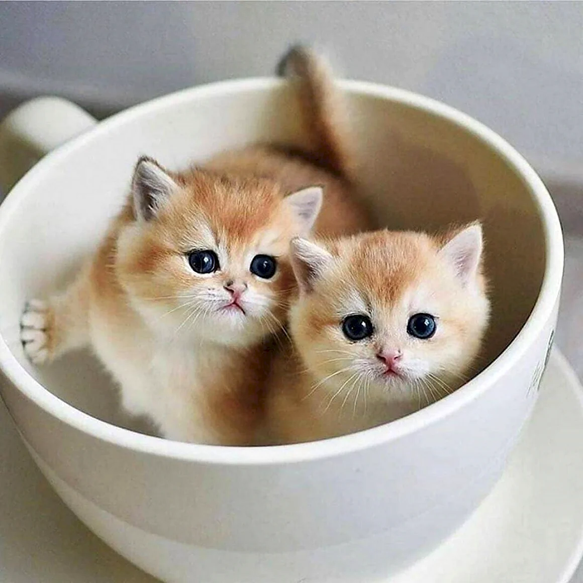 Милые котики