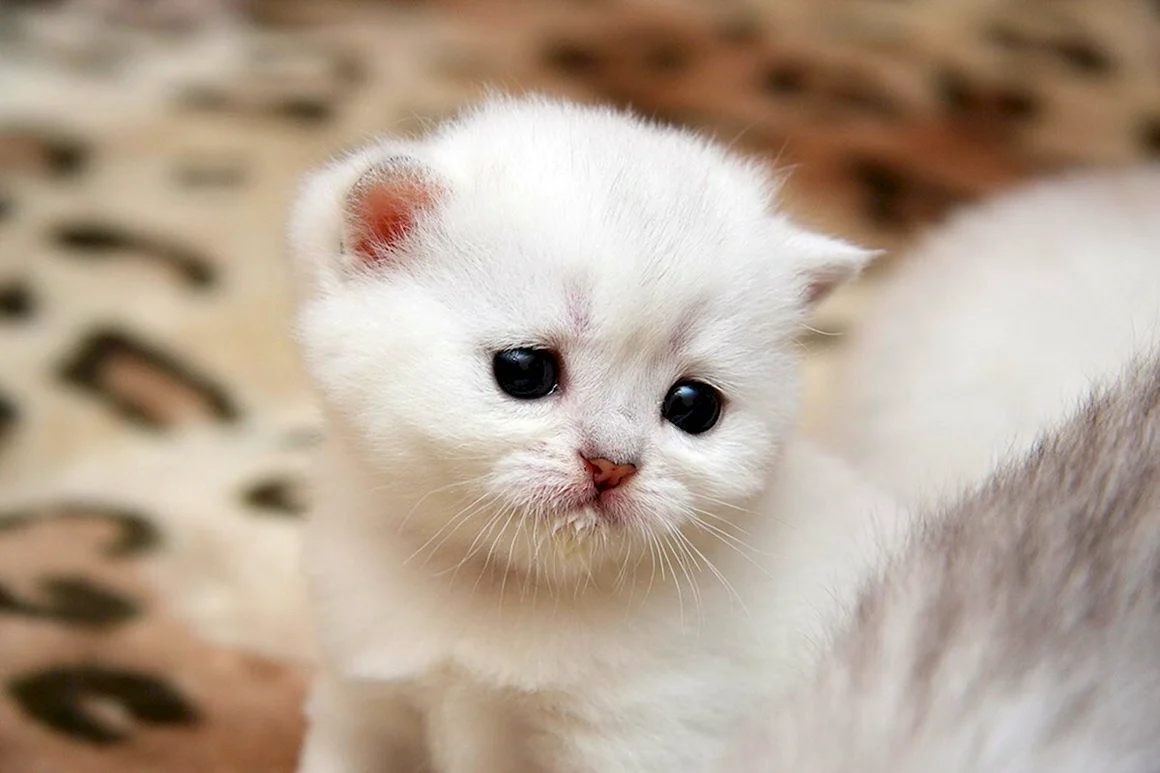 Милые котики