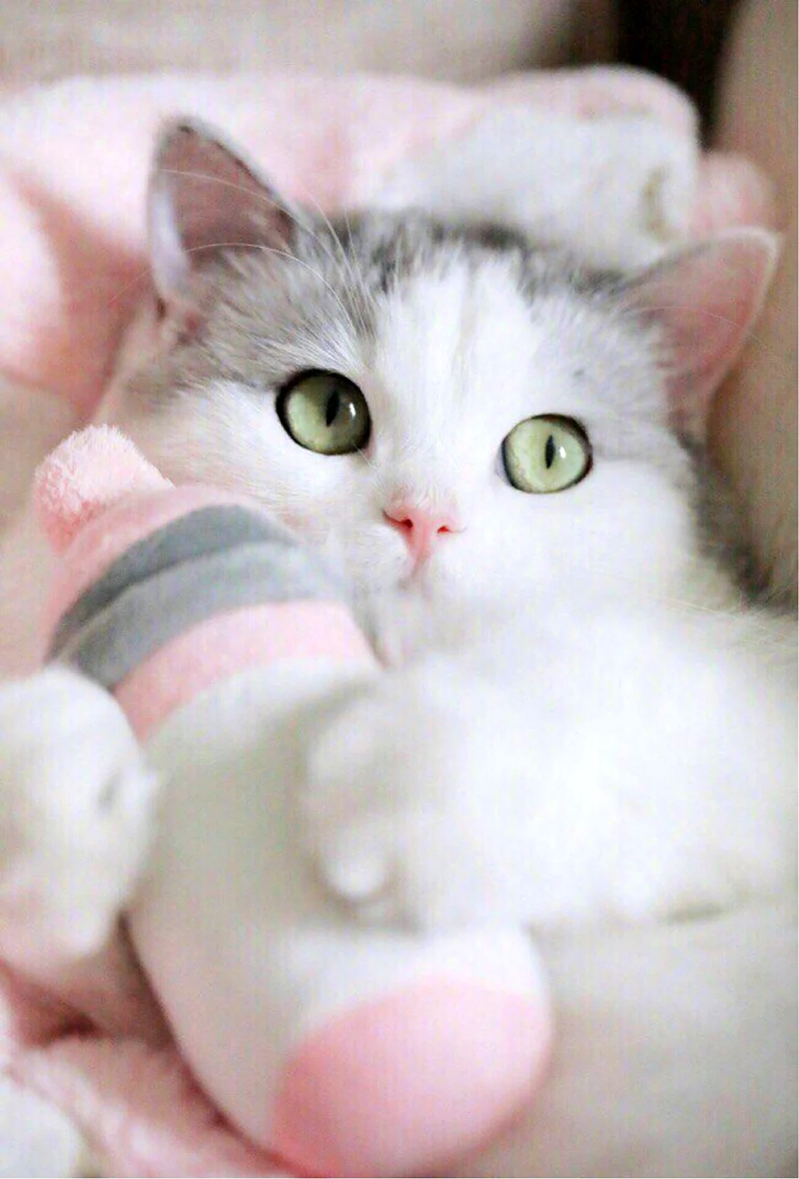Милые котики