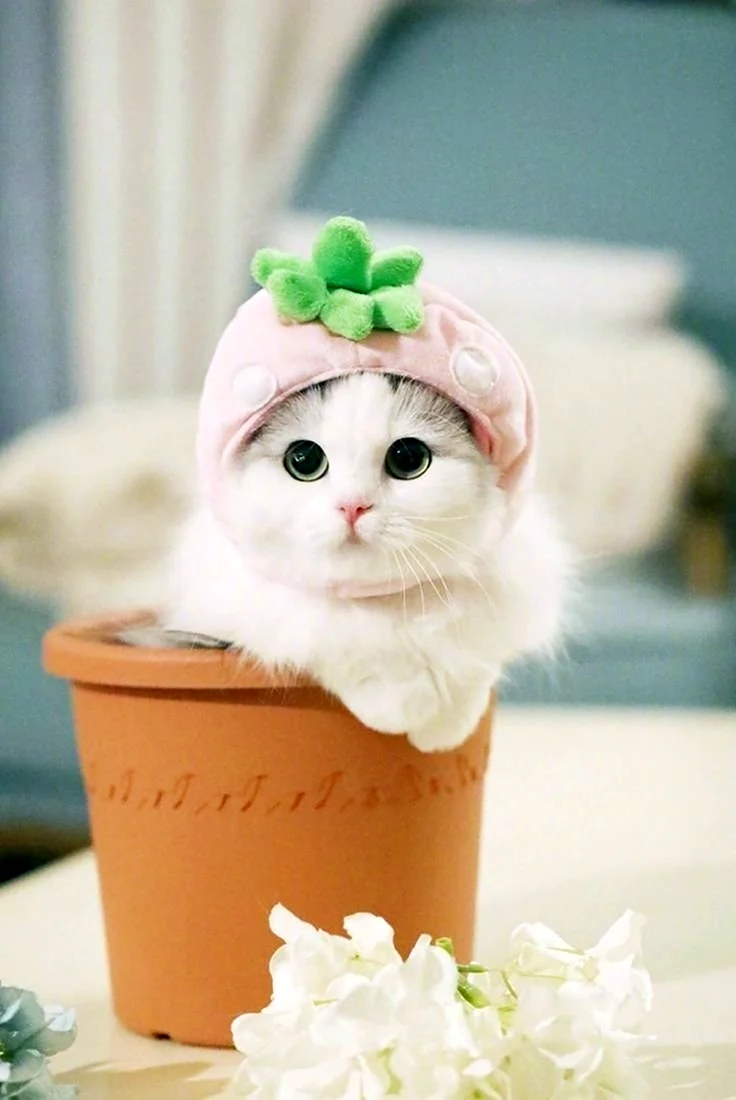 Милые котики