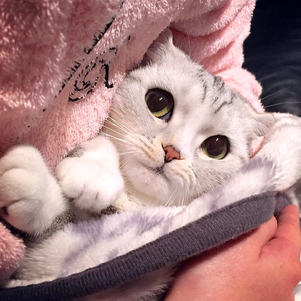 Милые котики