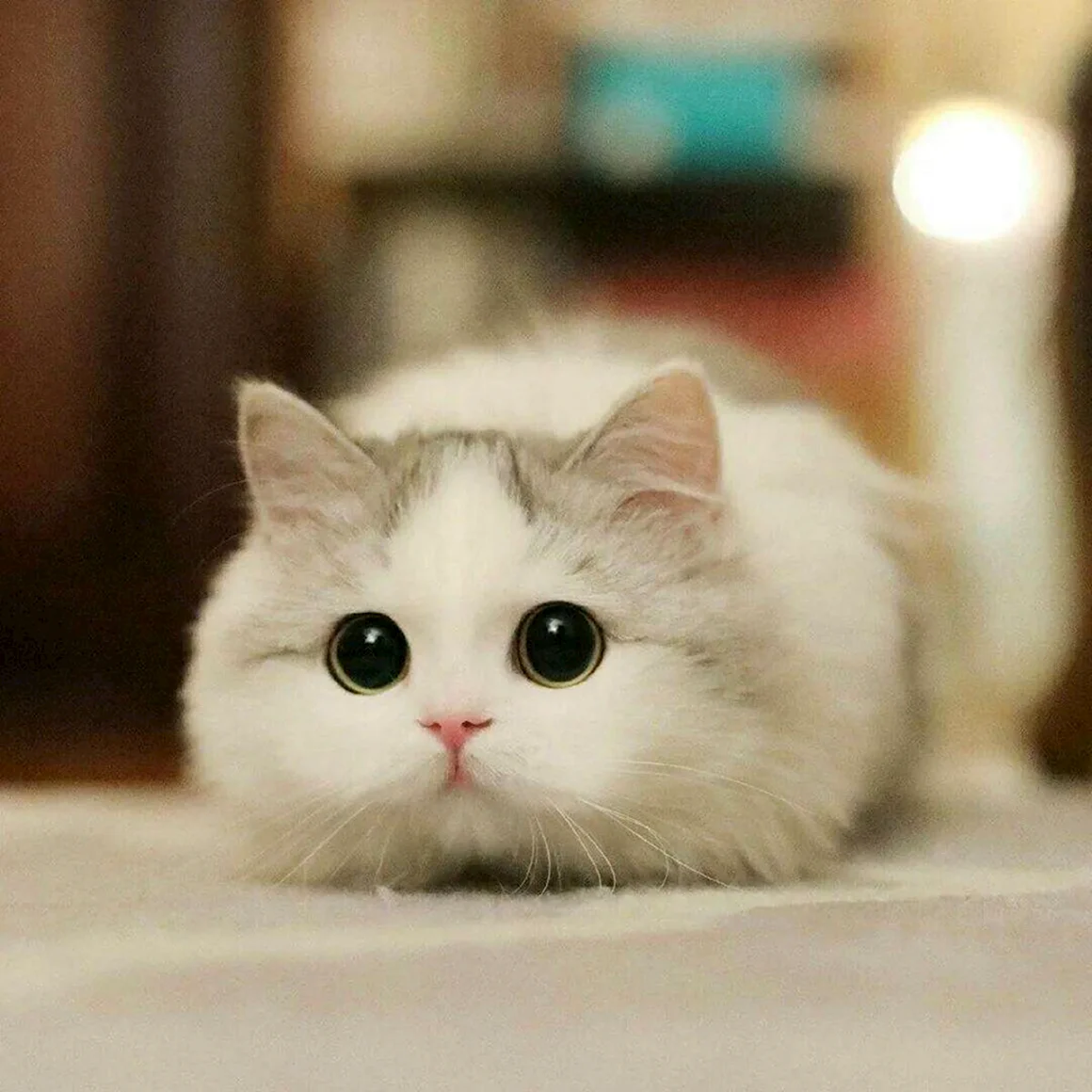 Милые котики