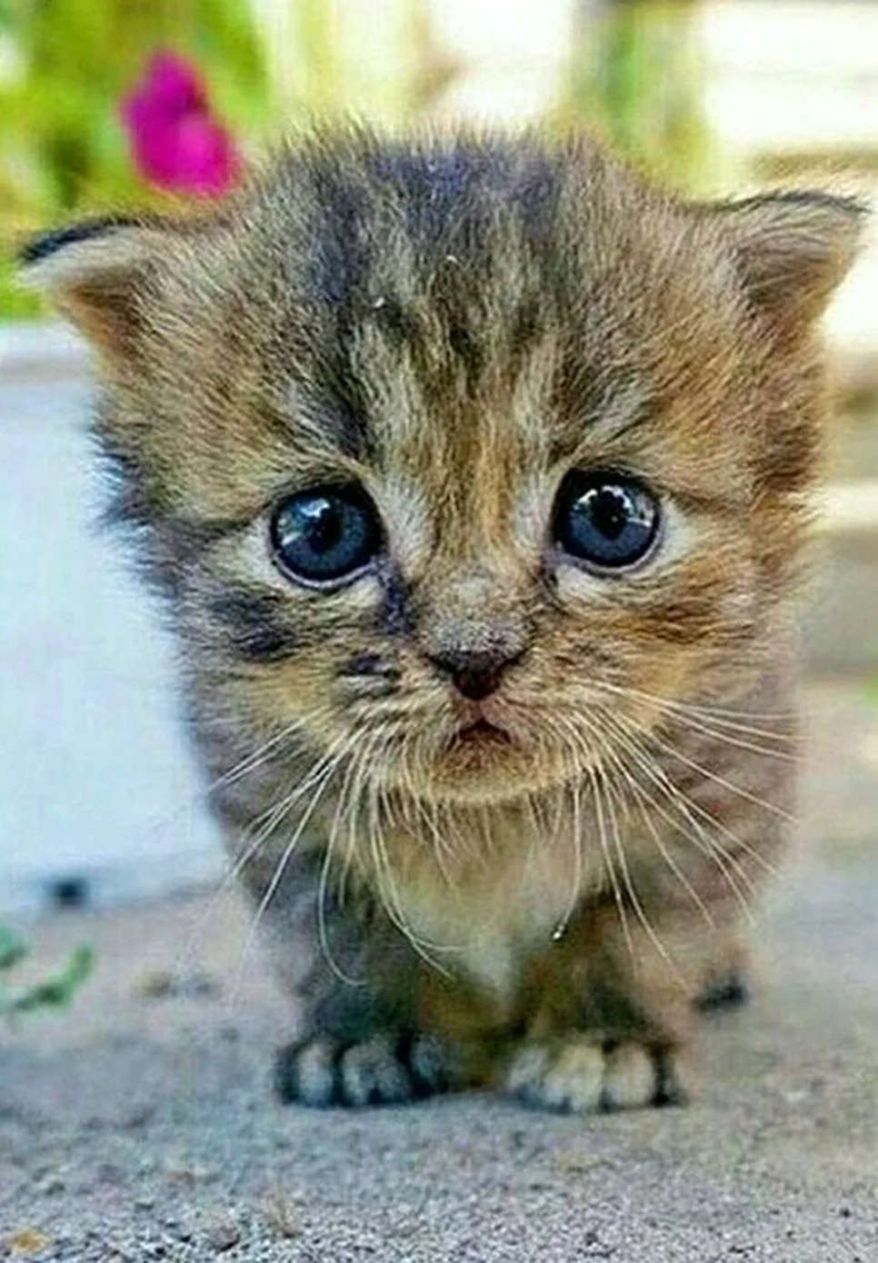Милые котики