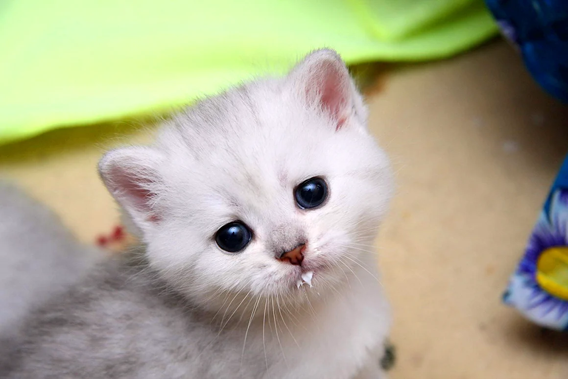 Милые котики