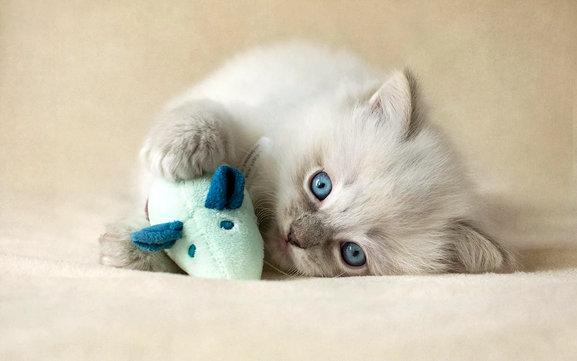 Милые котики