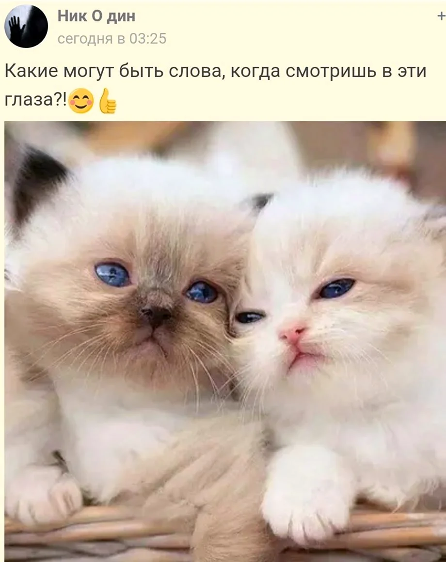 Милые котики