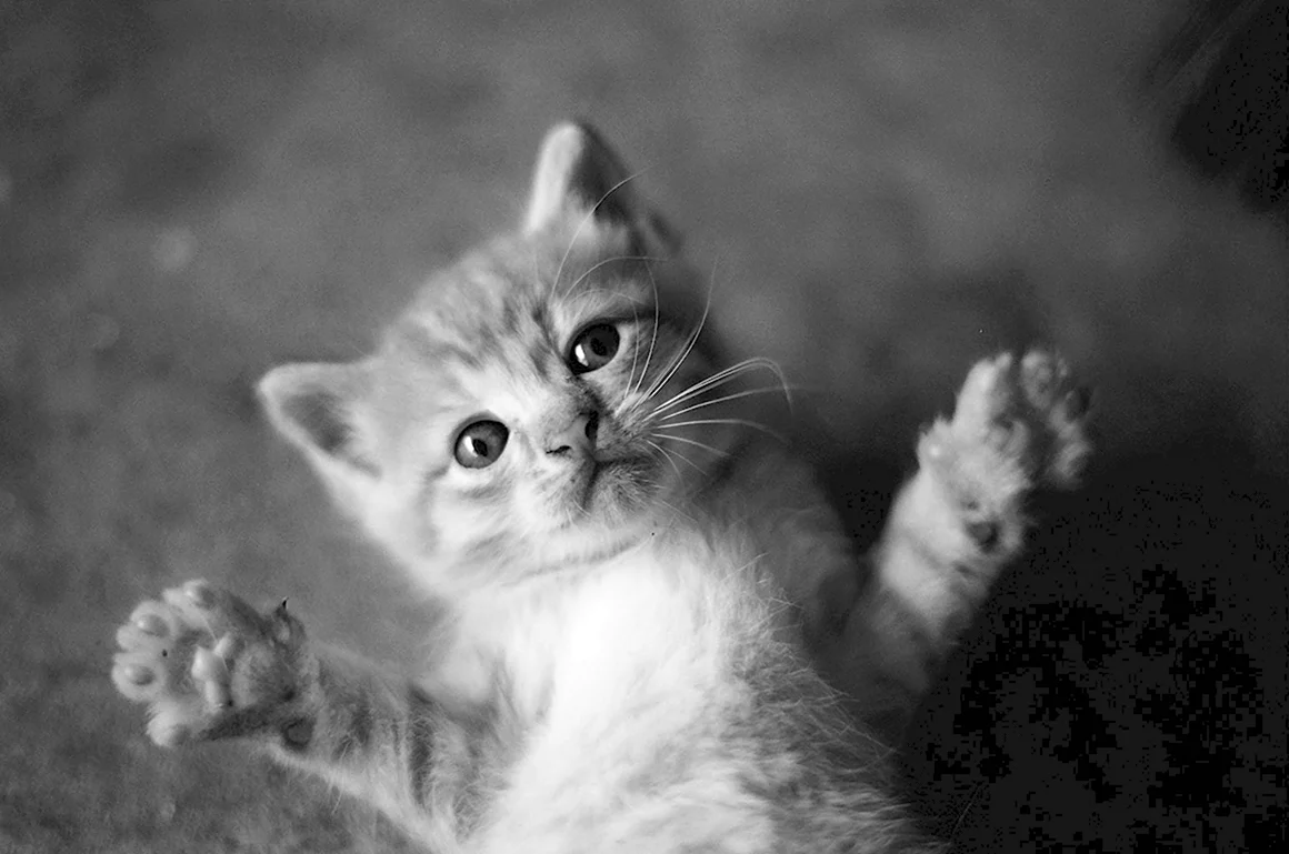 Милые котики