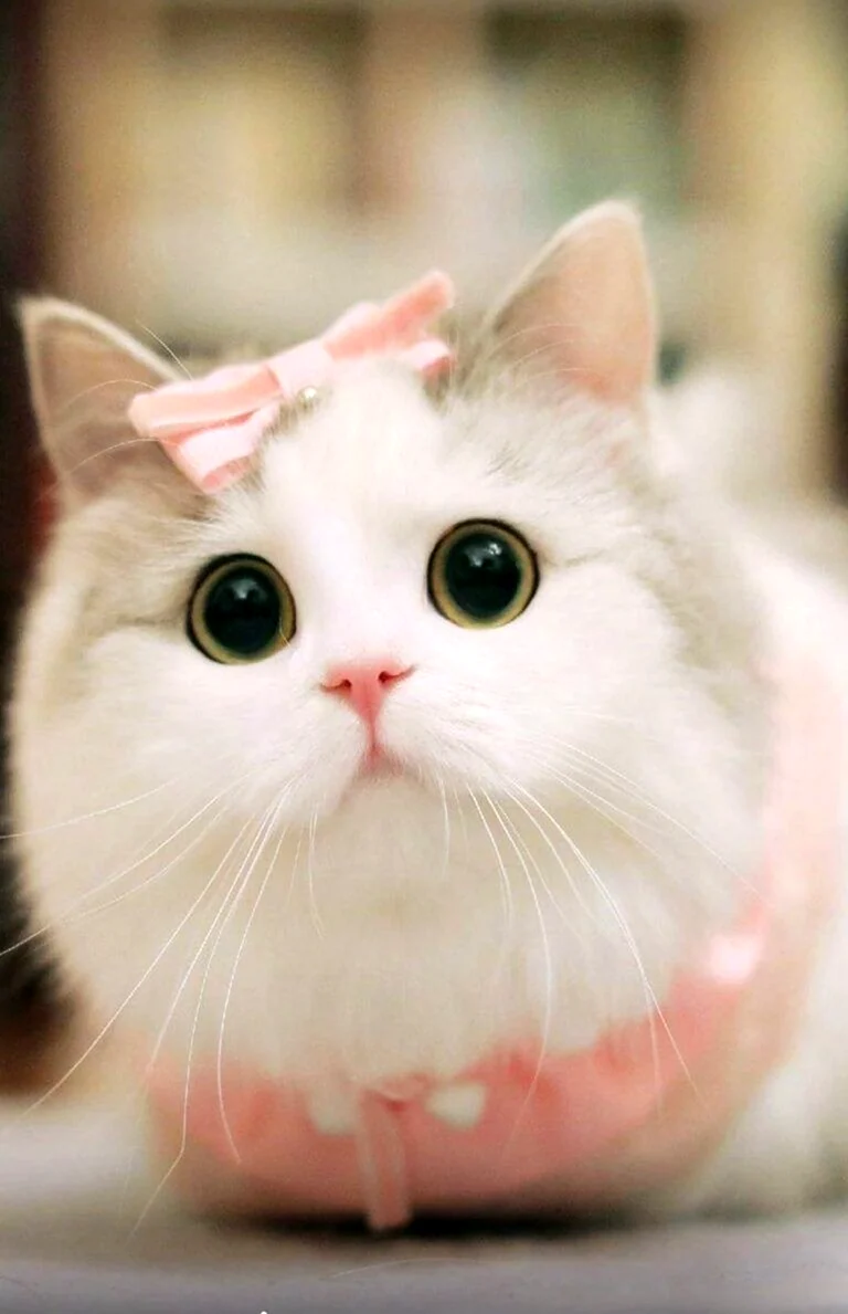 Милые котики