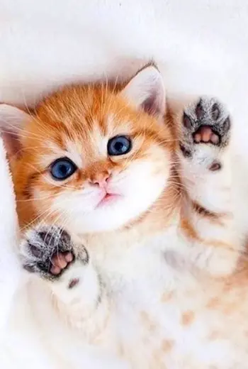 Милые котики