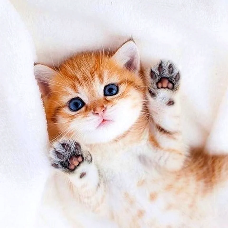 Милые котики