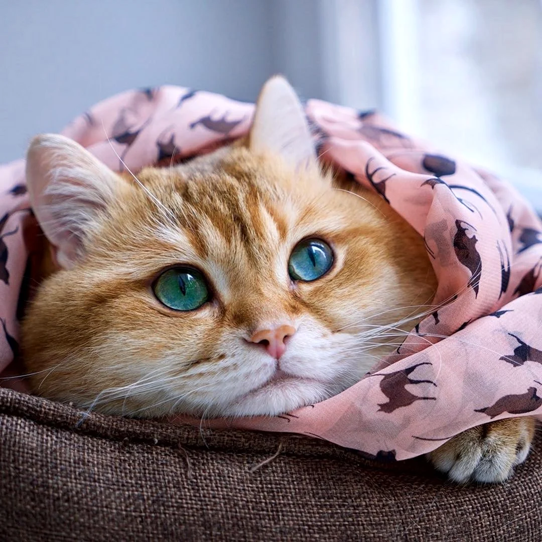 Милые котики
