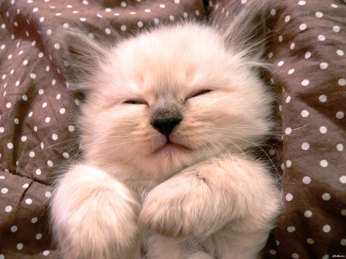 Милые котики