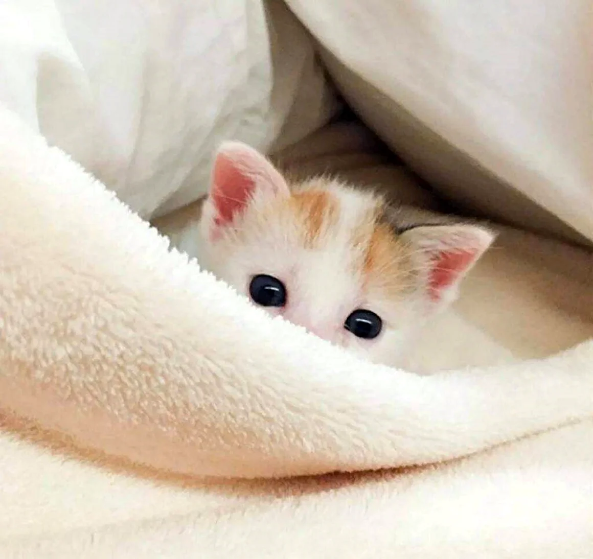Милые котики