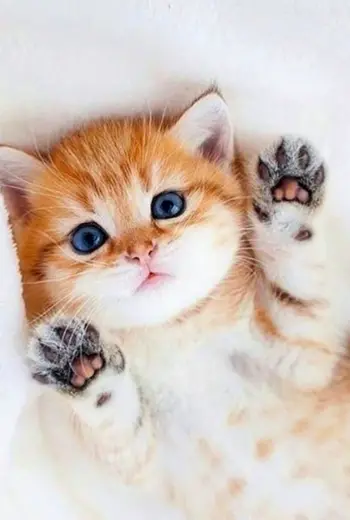 Милые котики