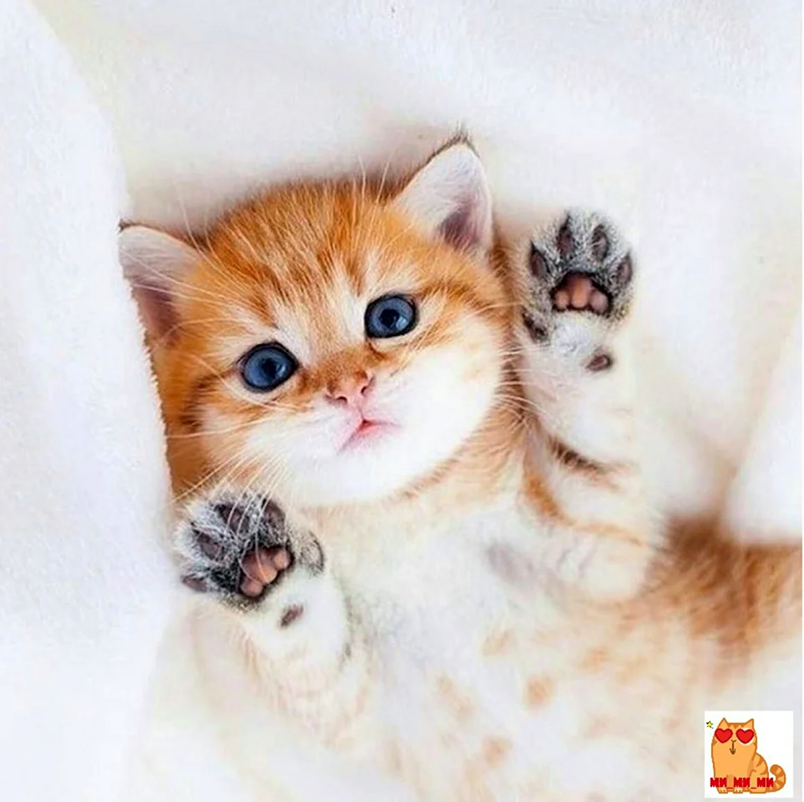 Милые котики