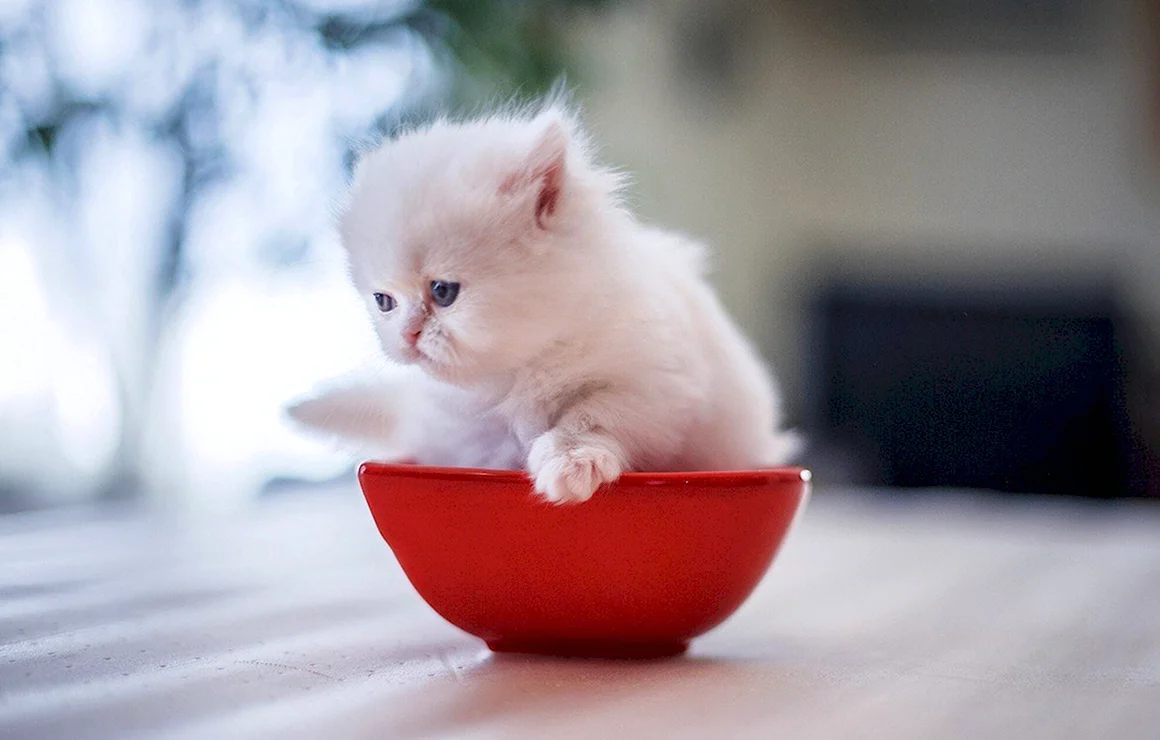 Милые котики
