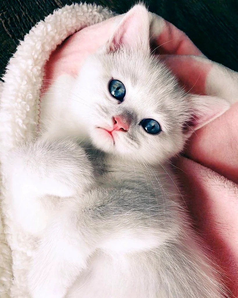 Милые котики