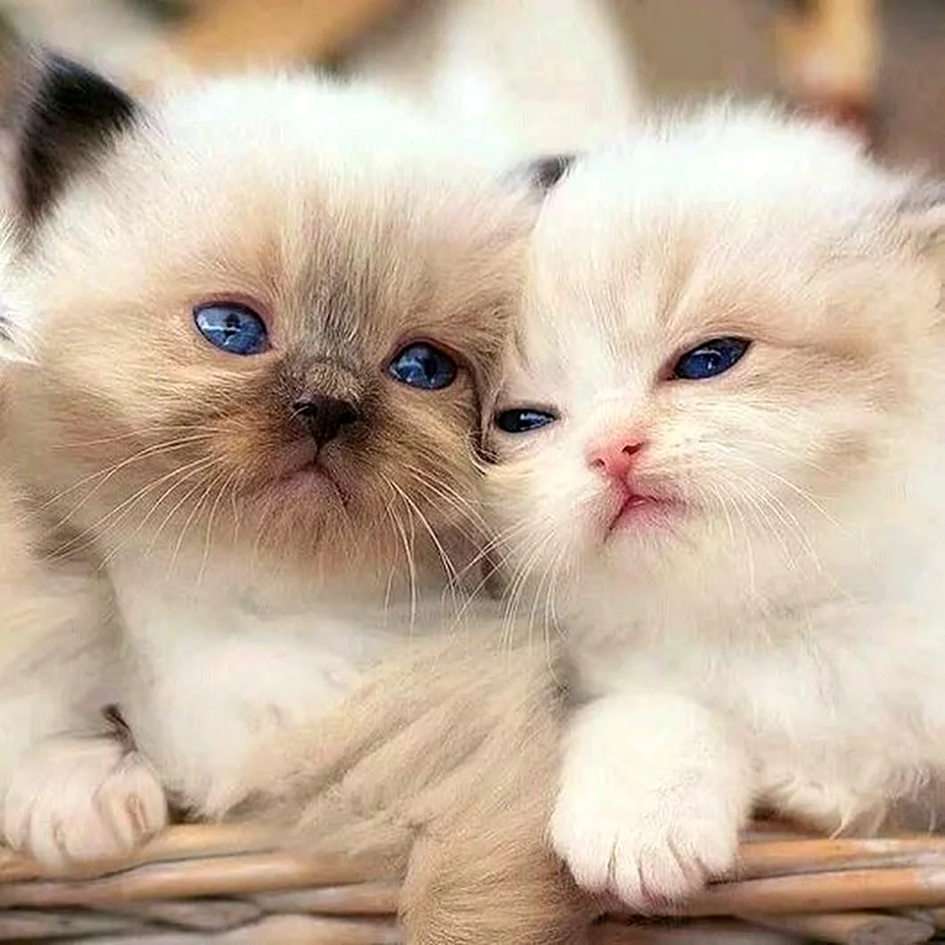 Милые котики