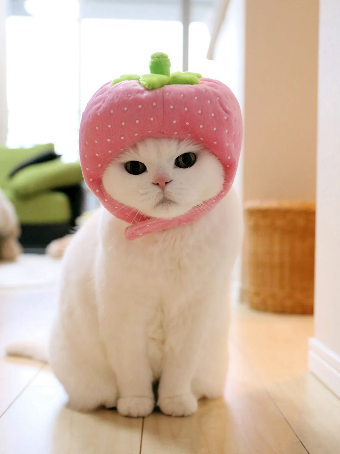 Милые котики