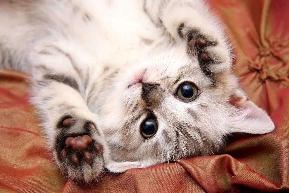 Милые котики