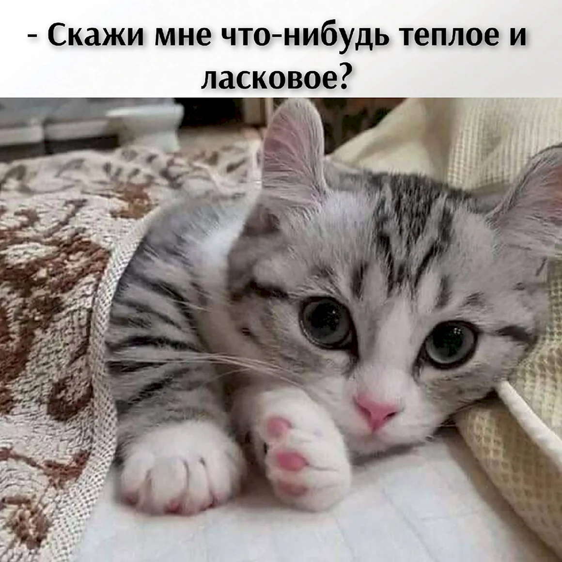Милые котики гиф