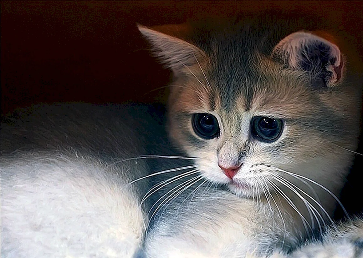 Милые котики с большими глазами
