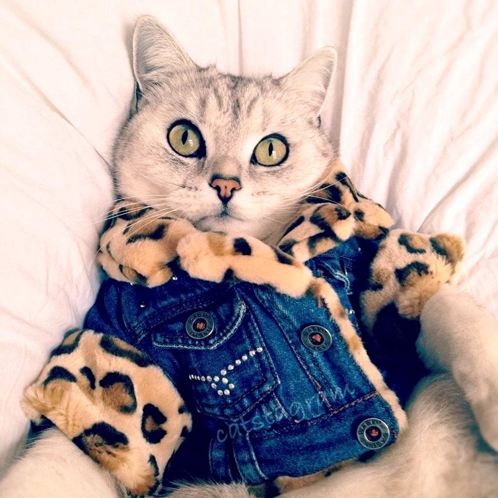 Милые котики в одежде
