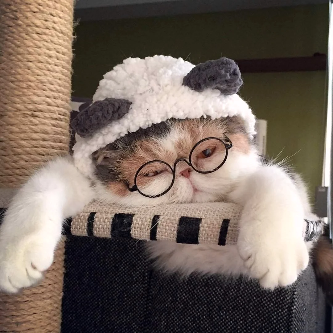 Милые котики в шапочках