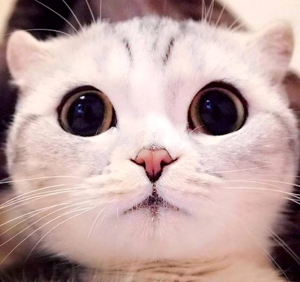 Милые коты