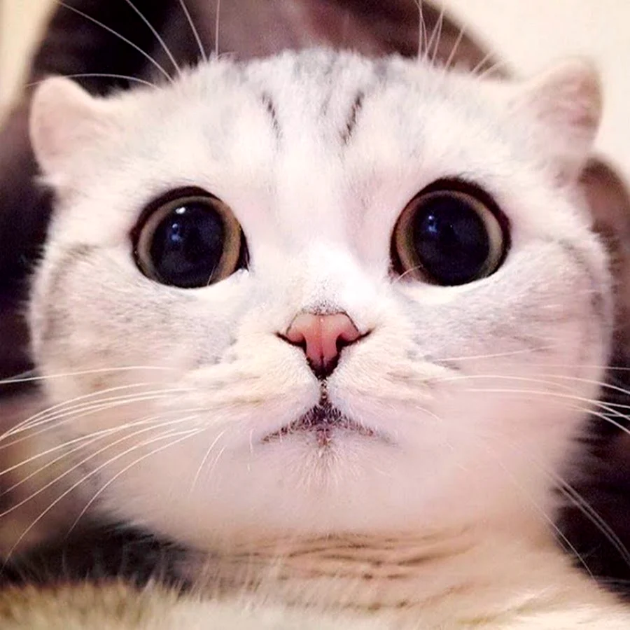 Милые коты