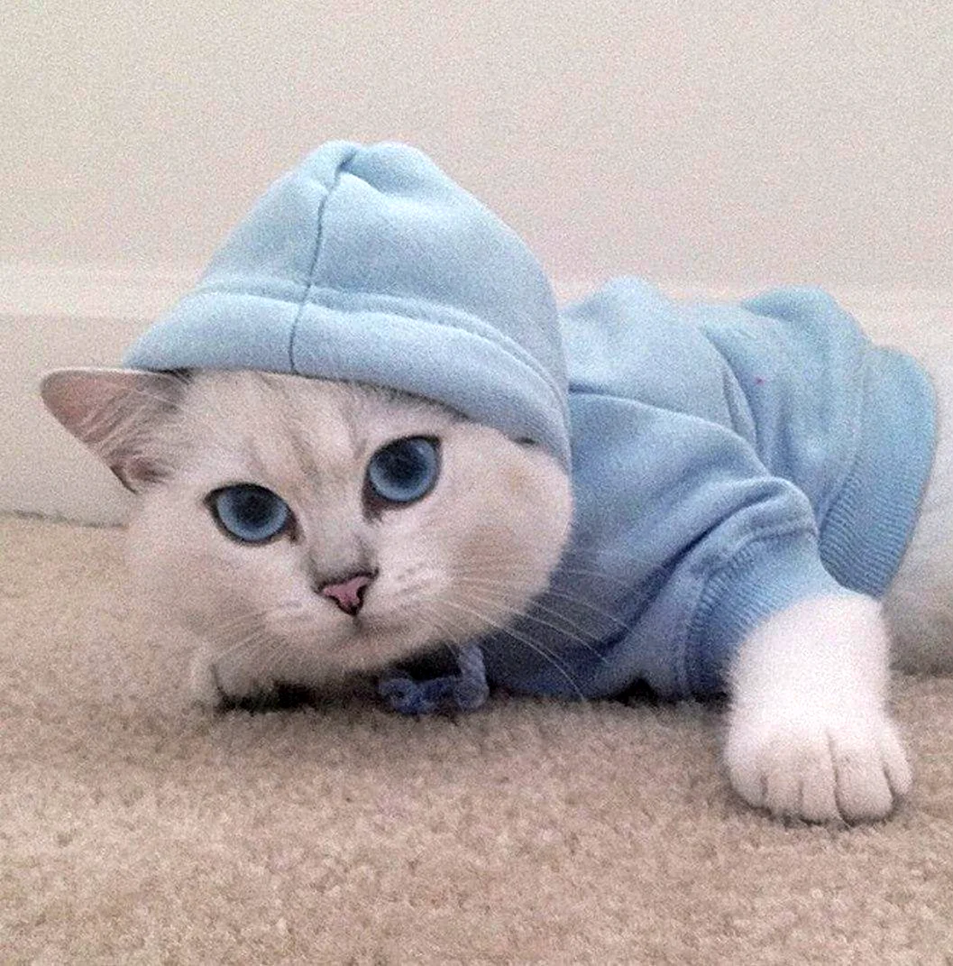 Милые коты в костюмах