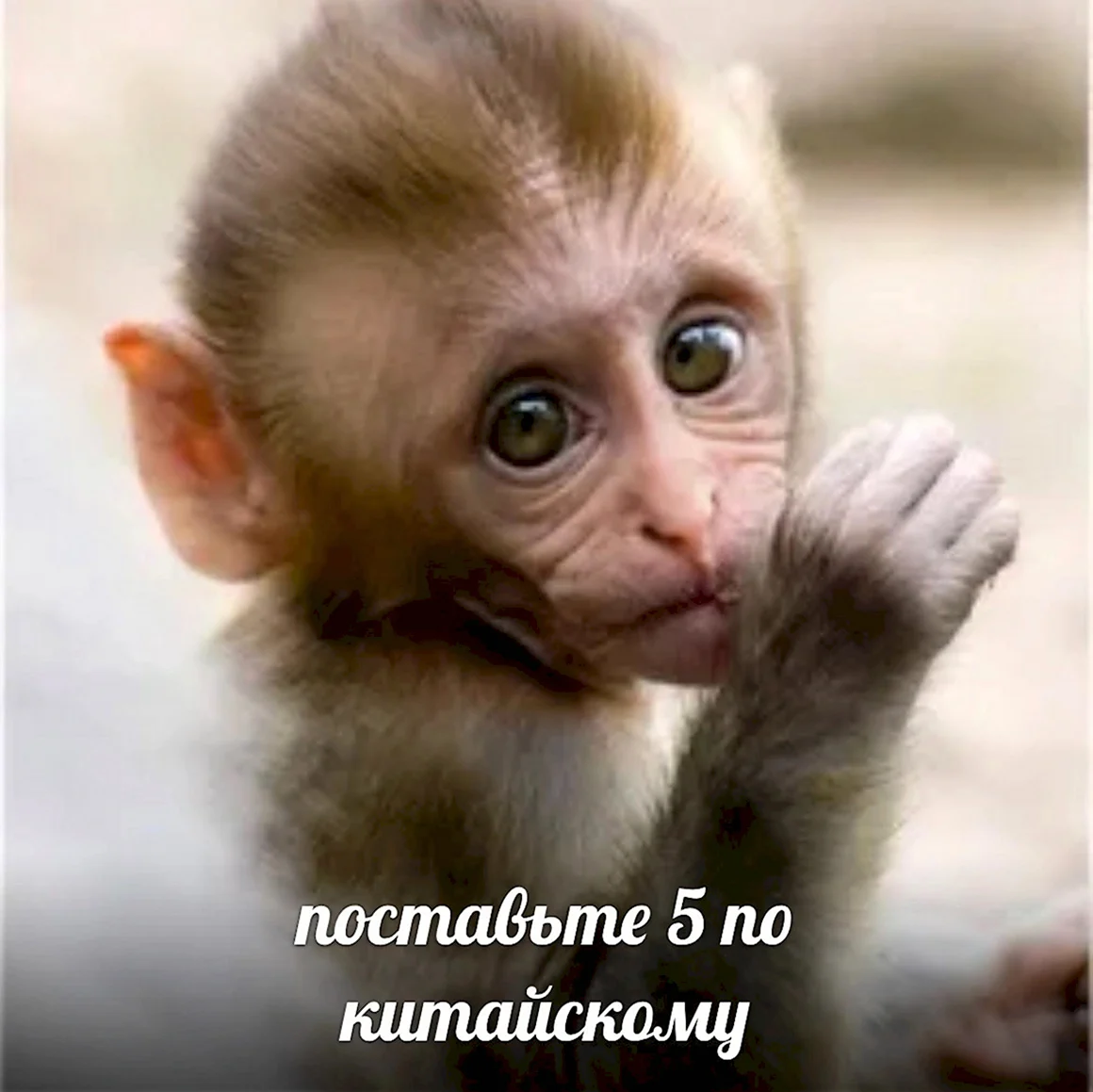 Милые обезьянки