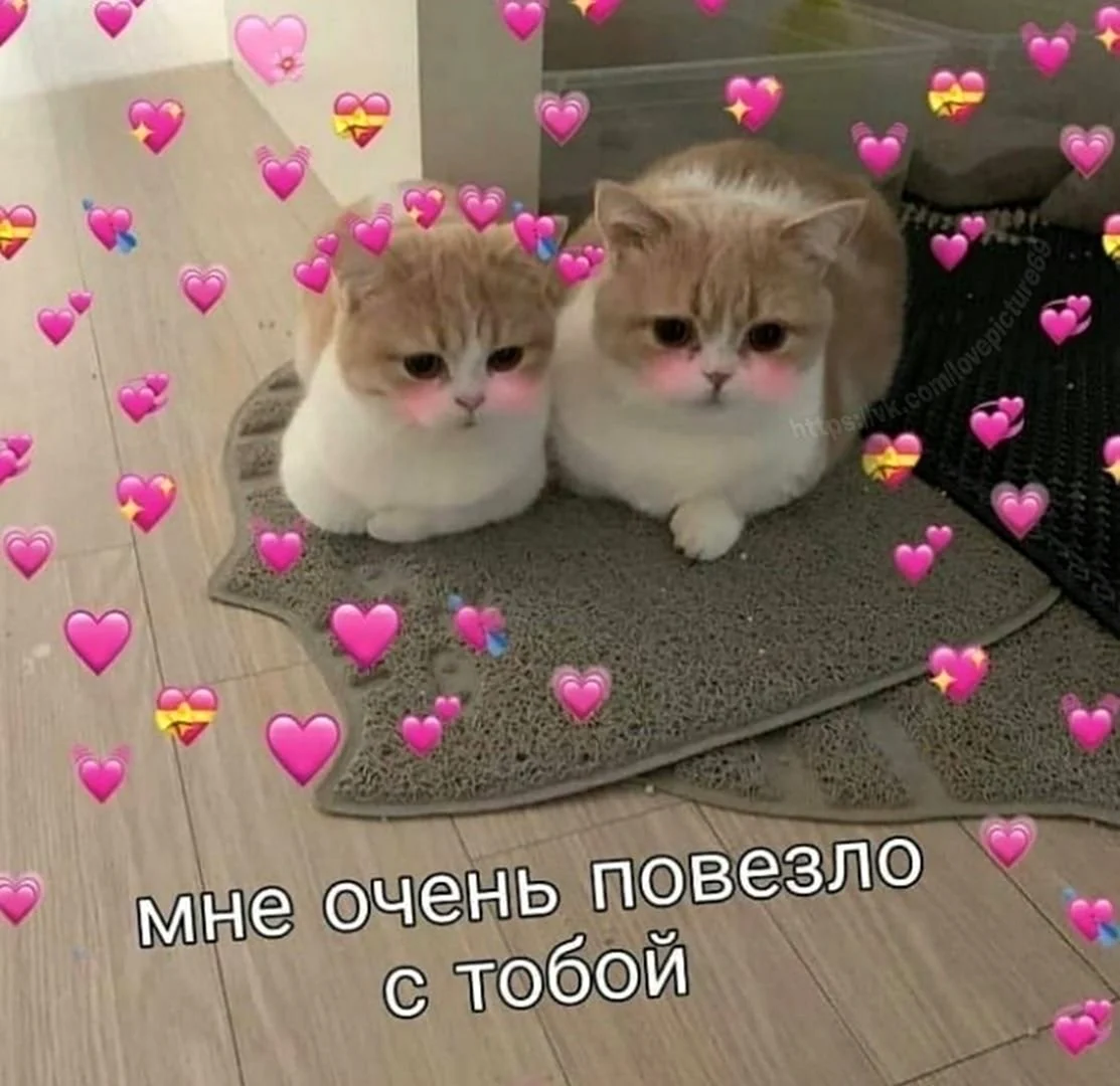 Милые пикчи с котиками