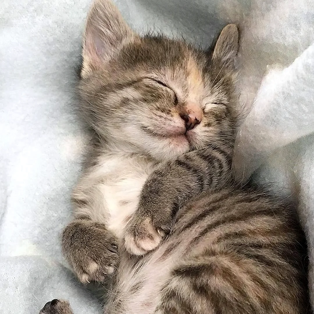 Милые спящие котики
