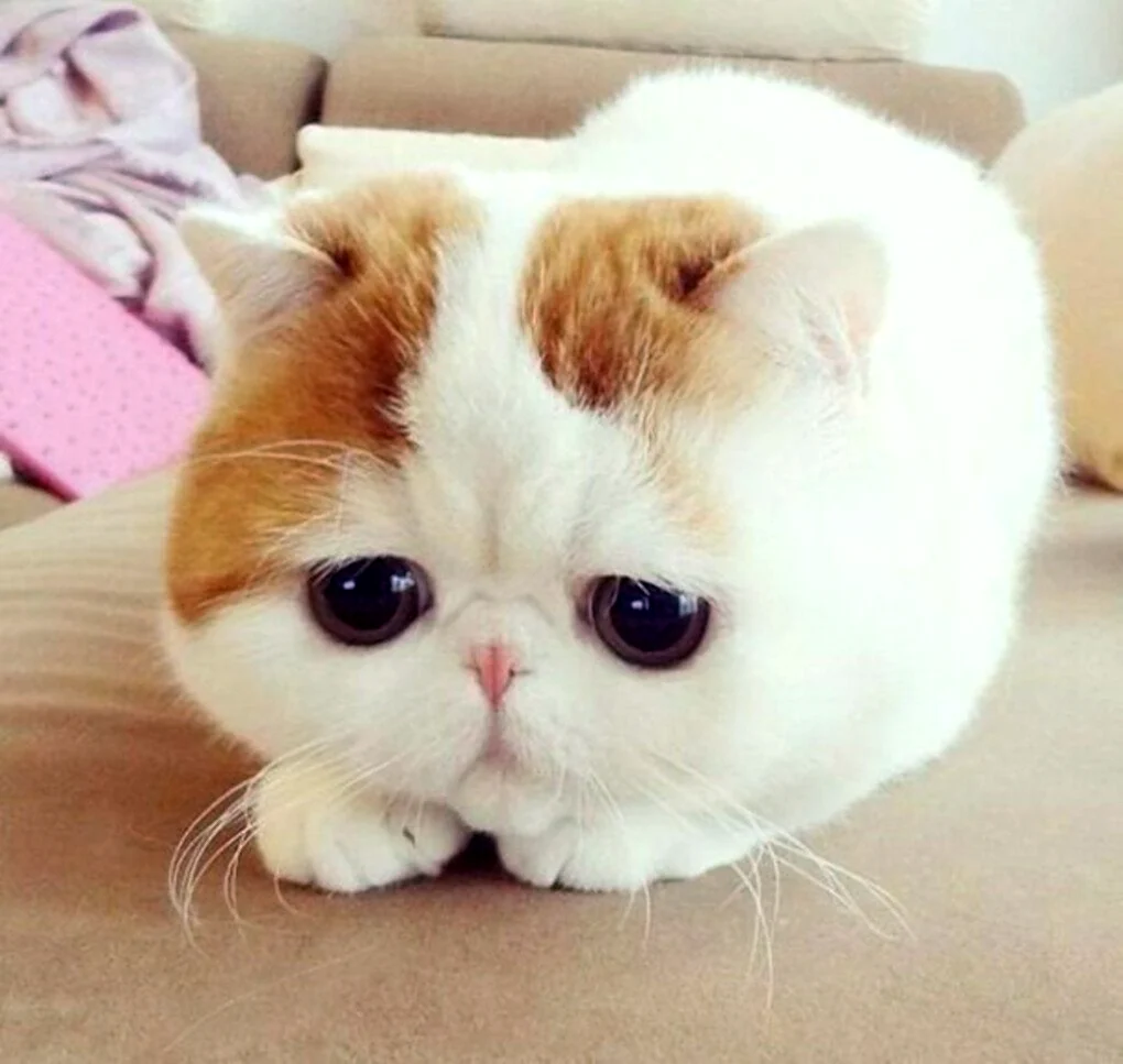 Милый кот