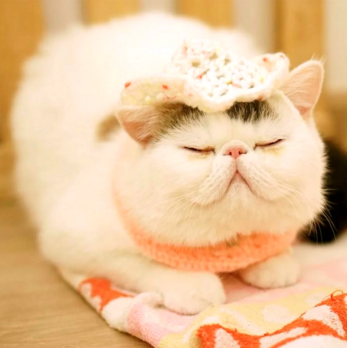 Милый кот